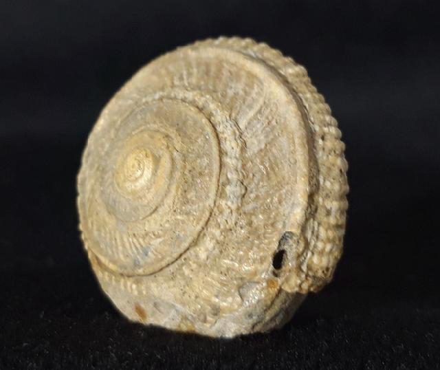 Obornella plicopunctata (DESLONGCHAMPS 1849) - Bild © FossNet FossilienStore